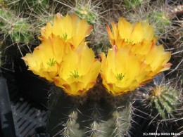 Echinocereus subinermis ssp. ochoterenae